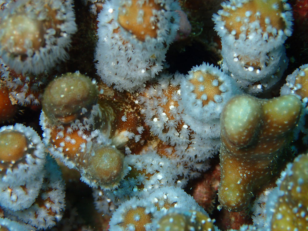 サンゴの産卵昼バージョン