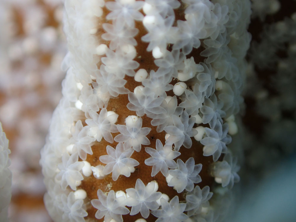 サンゴの産卵アップ