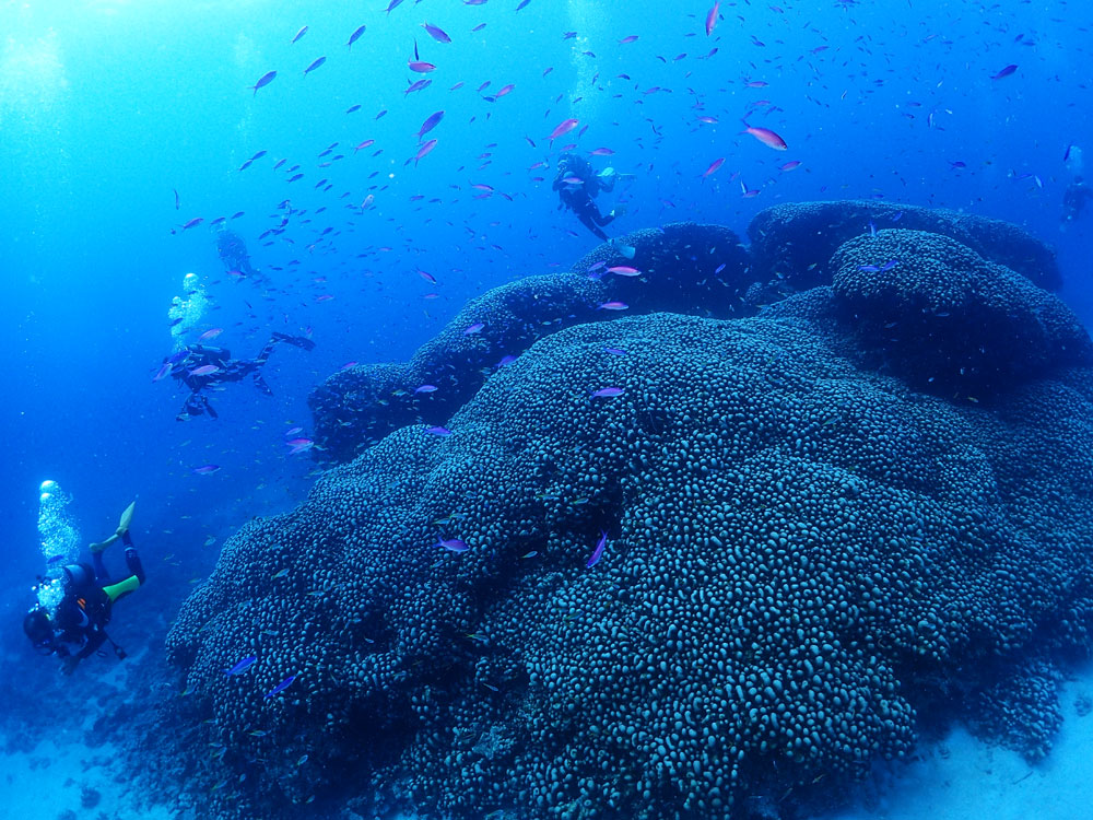 大仏サンゴ