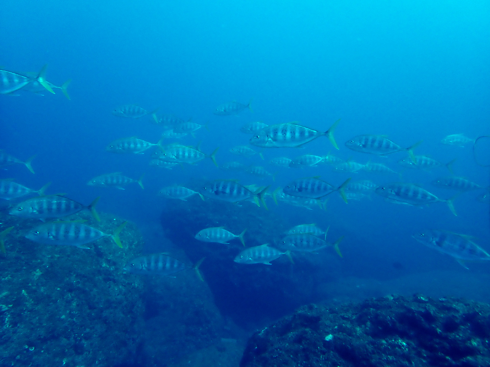 ガッツリ太平洋でワイドダイビング