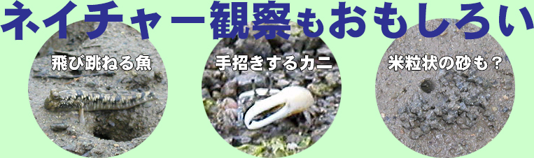 飛び跳ねる魚や手を振るカニを観察しよう！米粒上の砂も？